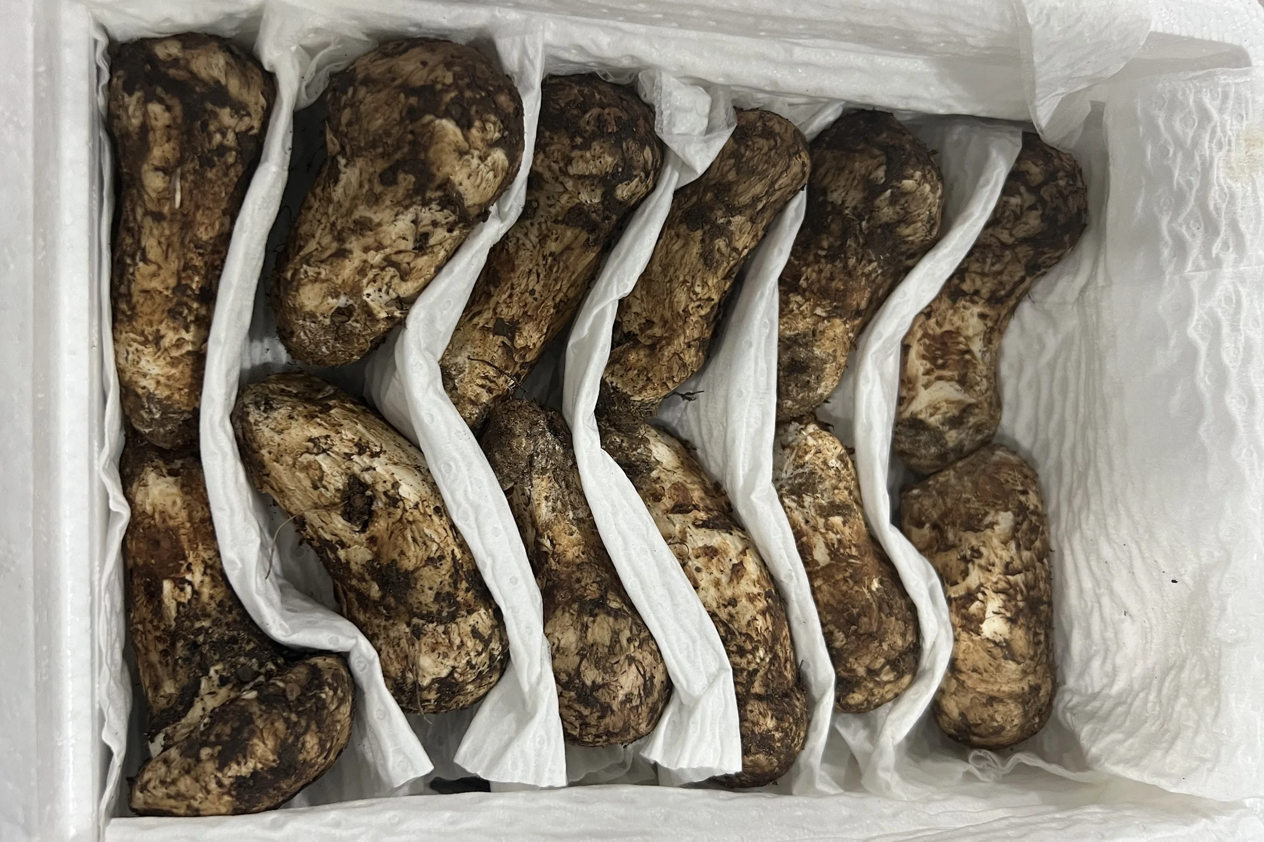 Natural Matsutake Mushrooms